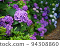 hydrangea   94308860