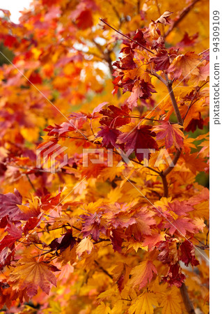 yellow maple and oak leaves in a Japanese garden. change of seasons 94309109