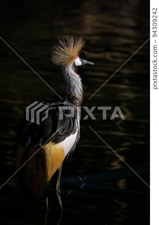 A gray crowned crane standing by a lake in the morning sun 94309242