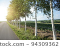  White birch trees 94309362