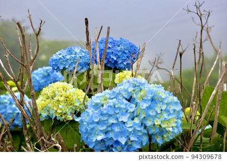 藍色繡球花 94309678