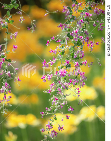 Yellow cluster amaryllis and Hagi flowers blooming 94309719