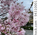 藍天上閃耀的櫻花③ 94310001