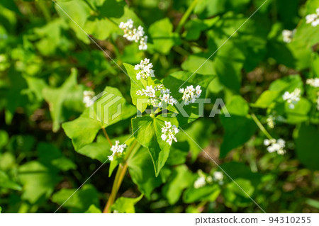 Buckwheat flower garden Buckwheat flower garden 94310255