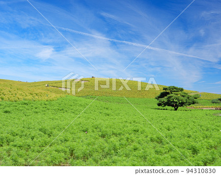 Blue skies in early autumn and Miharashi Hill at Hitachi Seaside Park. Kochia starting to change color. September 94310830