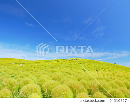 Blue skies in early autumn and Miharashi Hill at Hitachi Seaside Park. Kochia starting to change color. September Blue skies in early autumn and Miharashi Hill at Hitachi Seaside Park. Kochia starting to change color. September 94310857