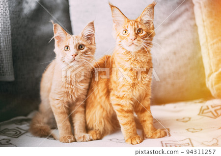 Two Funny Curious Young Red Ginger Maine Coon Kittens Cats Sitting At Home Sofa And Watching Closely. Coon Cats, Maine Cat, Maine Shag With Bright Light-red Cream Solid Fur Color. Amazing Pets 94311257