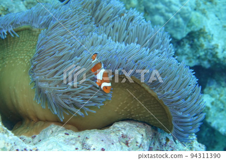 Nemo Nemo 94311390