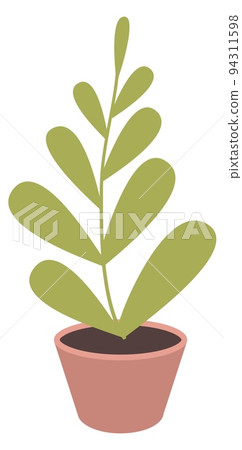 Green houseplant. Cute home decoration. Office interior plant Green houseplant. Cute home decoration. Office interior plant 94311598