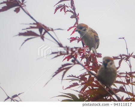 Sparrows gathering at Acer palmatum Sparrows gathering at Acer palmatum 94311817