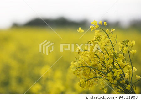 Yellow flowering rapeseed field.Rapeseed landscape. 94311908