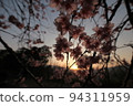 夕陽下的初見夜櫻 94311959