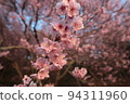 松本櫻花 94311960