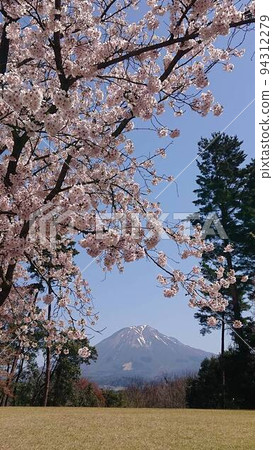 Sakura and Oyama 94312279