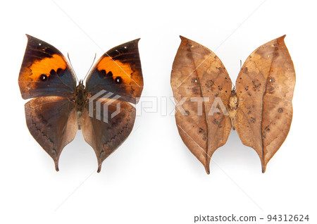 蝴蝶標本,木八町(正面和背面) 蝴蝶標本,木八町(正面和背面) 94312624