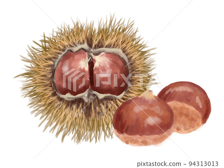 Chestnut 01 painted in watercolor Chestnut 01 painted in watercolor 94313013