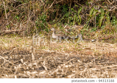 山邊的濕地，殘留著融化的雪和一對光鴨 94313188