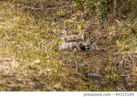 山邊的濕地，殘留著融化的雪和一對光鴨 94313189