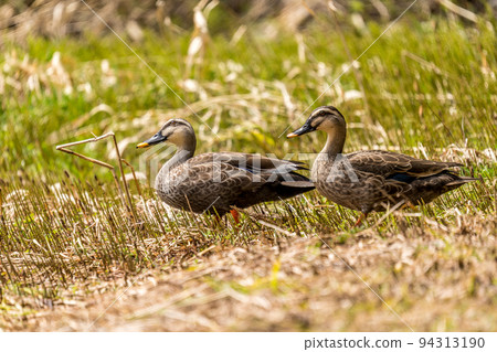 山邊的濕地，殘留著融化的雪和一對光鴨 94313190