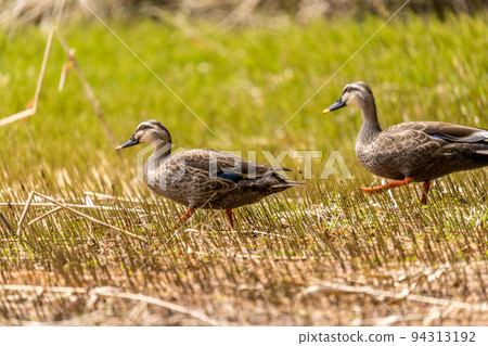 山邊的濕地，殘留著融化的雪和一對光鴨 94313192