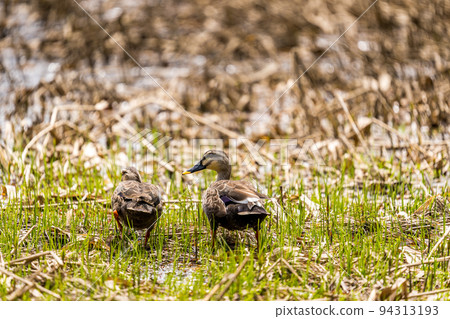 山邊的濕地，殘留著融化的雪和一對光鴨 94313193