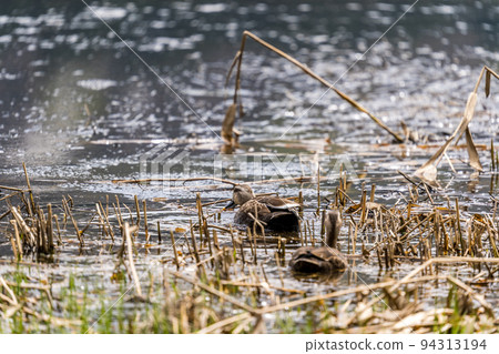 山邊的濕地，殘留著融化的雪和一對光鴨 94313194