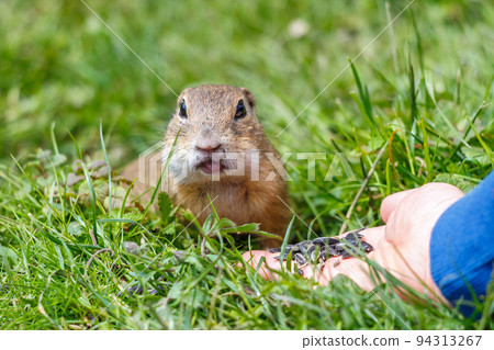 The European ground squirrel eating seeds from hand. The European ground squirrel eating seeds from hand. 94313267