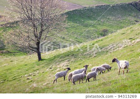 Motif of a spring rural landscape with grazing sheep. 94313269