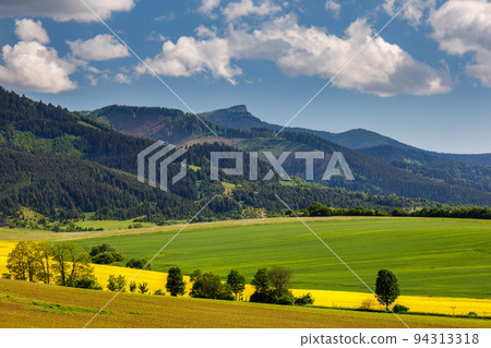 Spring landscape with fields of oilseed rape. 94313318