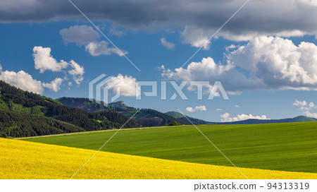 Spring landscape with fields of oilseed rape. 94313319