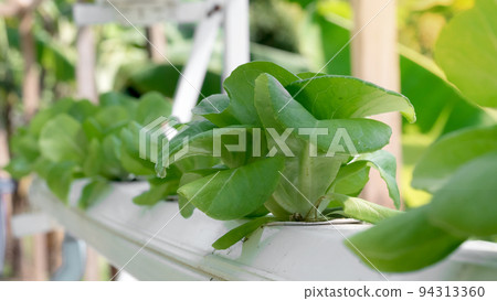 Fresh lettuce leaves,Butterhead Lettuce salad plant, hydroponic vegetable leaves. Organic food Fresh lettuce leaves,Butterhead Lettuce salad plant, hydroponic vegetable leaves. Organic food 94313360