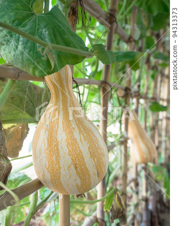 Butternut squash pumpkin hanging on tree in greenhouse 94313373