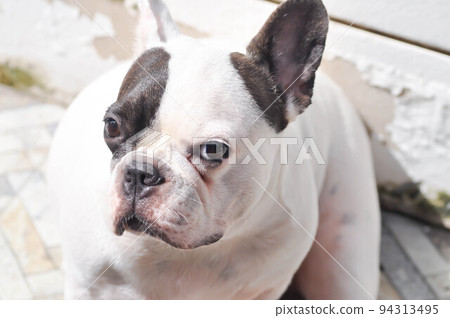dog or french bulldog, unaware French bulldog or french bulldog dog or french bulldog, unaware French bulldog or french bulldog 94313495