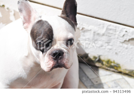 dog or french bulldog, unaware French bulldog or french bulldog dog or french bulldog, unaware French bulldog or french bulldog 94313496
