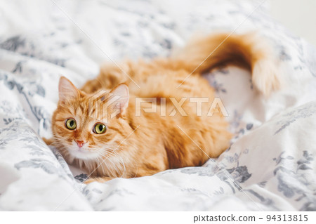 Cute ginger cat is lying in bed. Fluffy pet on linen in bedroom lit with sunlight. Cozy home background with curious domestic animal. Cute ginger cat is lying in bed. Fluffy pet on linen in bedroom lit with sunlight. Cozy home background with curious domestic animal. 94313815