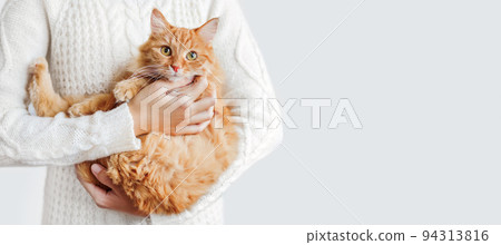 Woman in white cable-knit sweater holds ginger cat on hands. Fluffy pet with scared face expression. Light banner with copy space. Woman in white cable-knit sweater holds ginger cat on hands. Fluffy pet with scared face expression. Light banner with copy space. 94313816