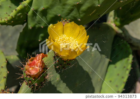 Flowering prickly pear on the island of Corfu Flowering prickly pear on the island of Corfu 94313873