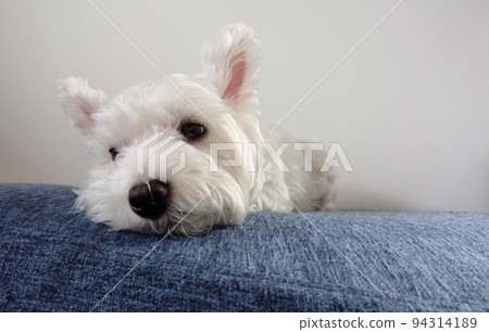 西高地白梗在沙發上看起來很無聊 西高地白梗在沙發上看起來很無聊 94314189