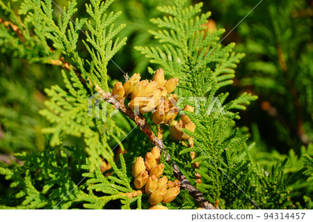 The colored fruit of Hiba cedar 94314457