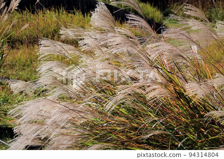Pampas grass in Arima Fuji Park Pampas grass in Arima Fuji Park 94314804
