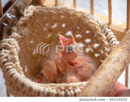 Newly hatched canary chick and eggs in the nest. Baby chick screams, wants to eat. Spring replenishment in the family. Breeding of songbirds at home. 94314829