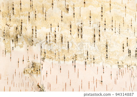The texture of birch bark. Background of birch The texture of birch bark. Background of birch 94314887