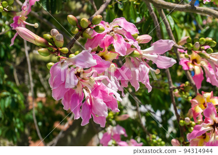 A Ceiba Chorizia tree blooming with yellow-pink flowers against a blue sky 94314944