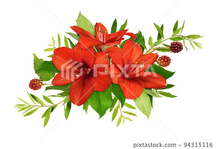 Three red amaryllis flowers, decorative berries and green leaves in a floral arrangement isolated Three red amaryllis flowers, decorative berries and green leaves in a floral arrangement isolated 94315116