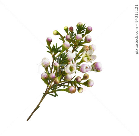 White chamelaucium flowers and buds isolated 94315121