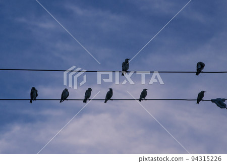 Birds perched on electric wires, flocking birds and blue sky, communication, collectiveness, image material Birds perched on electric wires, flocking birds and blue sky, communication, collectiveness, image material 94315226