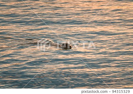 Seal swimming in Jokulsarlon glacier lagoon Seal swimming in Jokulsarlon glacier lagoon 94315329