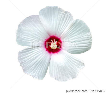 Hibiscus (Malvaceae, Hibiscus moscheutos, Hibiscus trionum) white beautiful and delicate flower with a pink centre and white leaves. Isolate. varieties Disco Belle White, Luna White, Old Yella. 94315832