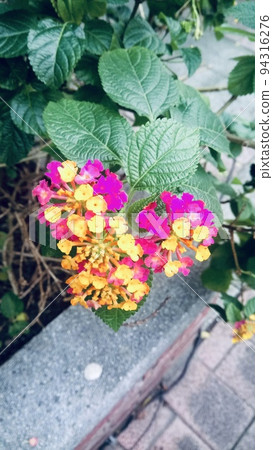 heart-shaped flower lantana 94316276