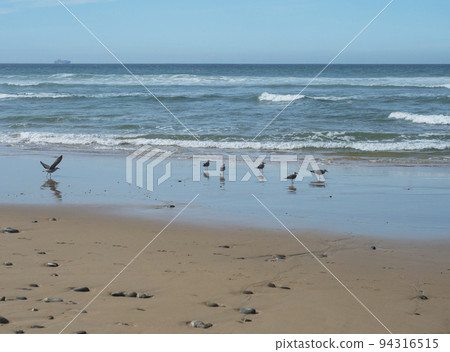 View of empty beach with pebble stones, ocean waves and flock of seagulls on wet golden sand at wild Rota Vicentina coast near Porto Covo, Portugal. 94316515